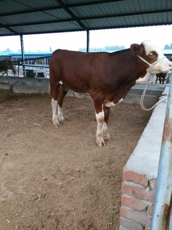 养殖肉牛 选择好种牛 肉牛品种介绍 良种肉牛犊