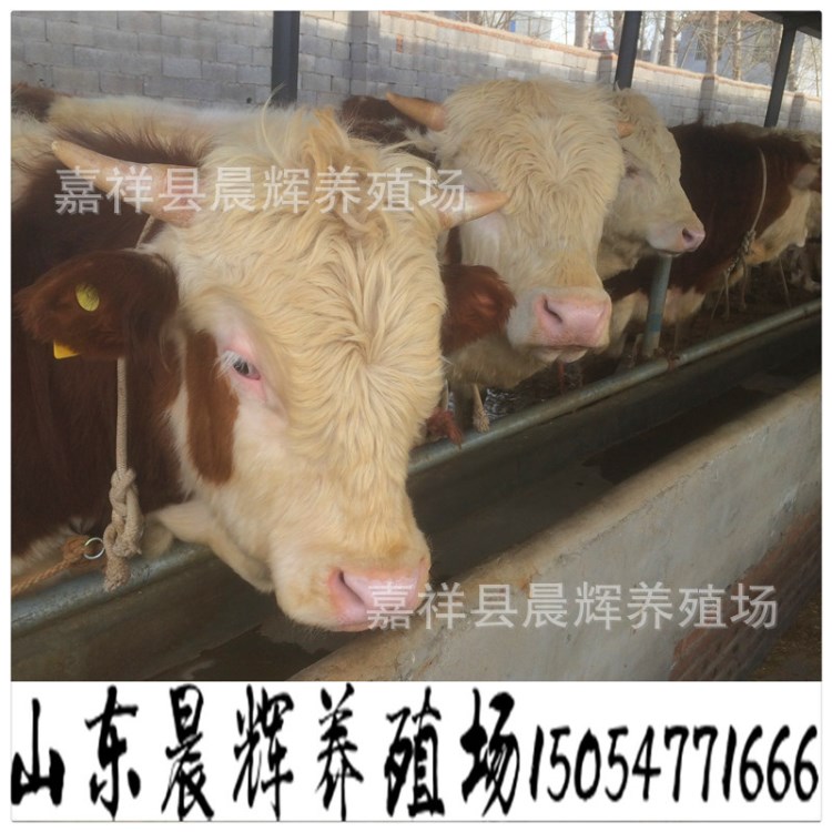 供應(yīng)肉牛 種牛 種公牛 省一級種?；?
                                                         style=