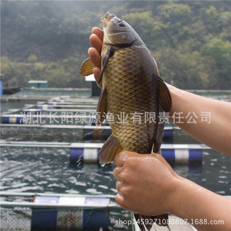 清江鱈鯽 野生淡水鯽魚 湖北鮮活水產(chǎn)養(yǎng)殖場 批發(fā)