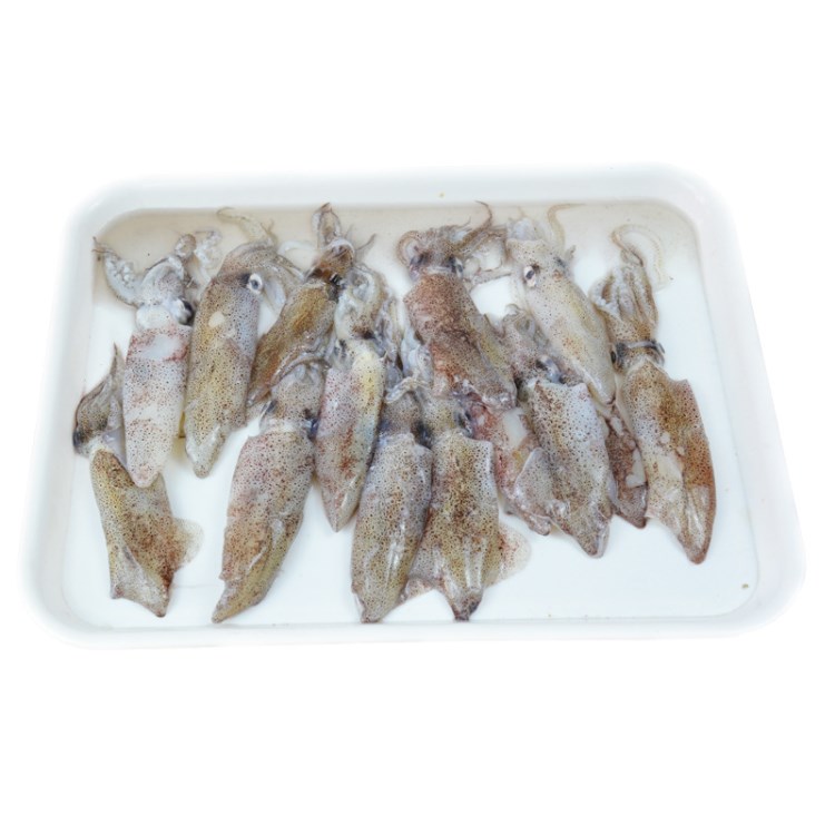 廠家一手貨源 冷凍筆管魚 海兔 小魷魚 冷凍粗加工水產(chǎn)品