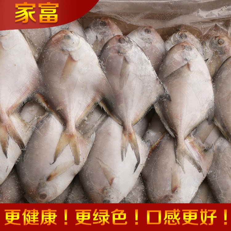 批發(fā)供應 冷凍小鯧魚 火鍋店專用小鯧魚粗加工水產(chǎn)品