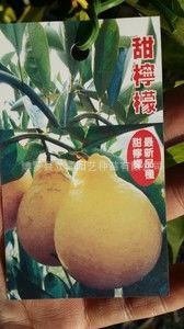 來自臺灣的新品種,臺灣甜檸檬