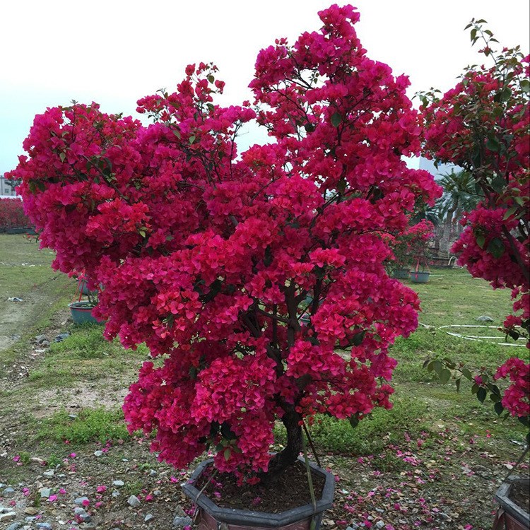 三角梅  庭院植物大型樹苗喬木露天栽培樹盆栽/地栽三角梅