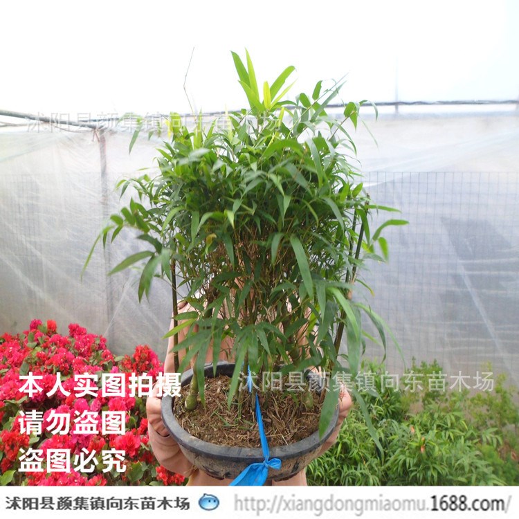 佛肚竹 狀如佛肚/形狀奇特/室內(nèi)植物盆栽 竹類植物 竹子系列