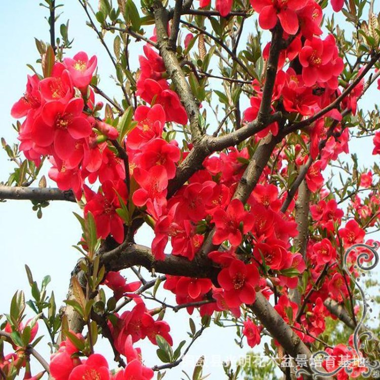 湖北省黃石地區(qū)市適合種植樹木，綠化樹苗，盆景素材，花木品種苗