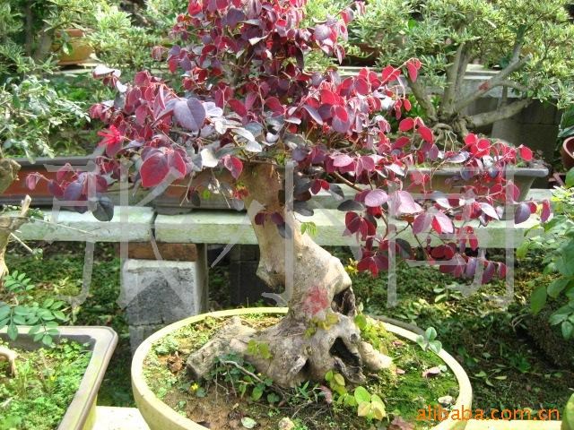 出售紅花繼木盆景|大規(guī)格紅花繼木|樹木盆景等造型圖