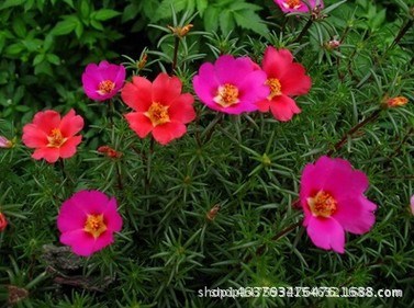 園林 太陽花  基地批發價格 量多優惠 用于公園 園林 工程