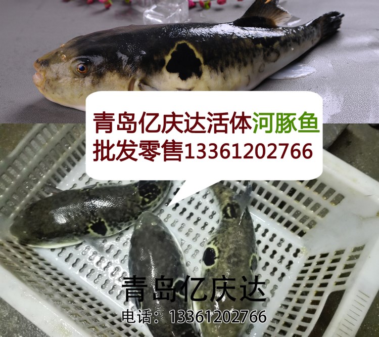 青島批發(fā)河豚魚(yú)  青島賣(mài)河豚魚(yú) 河豚魚(yú)價(jià)格