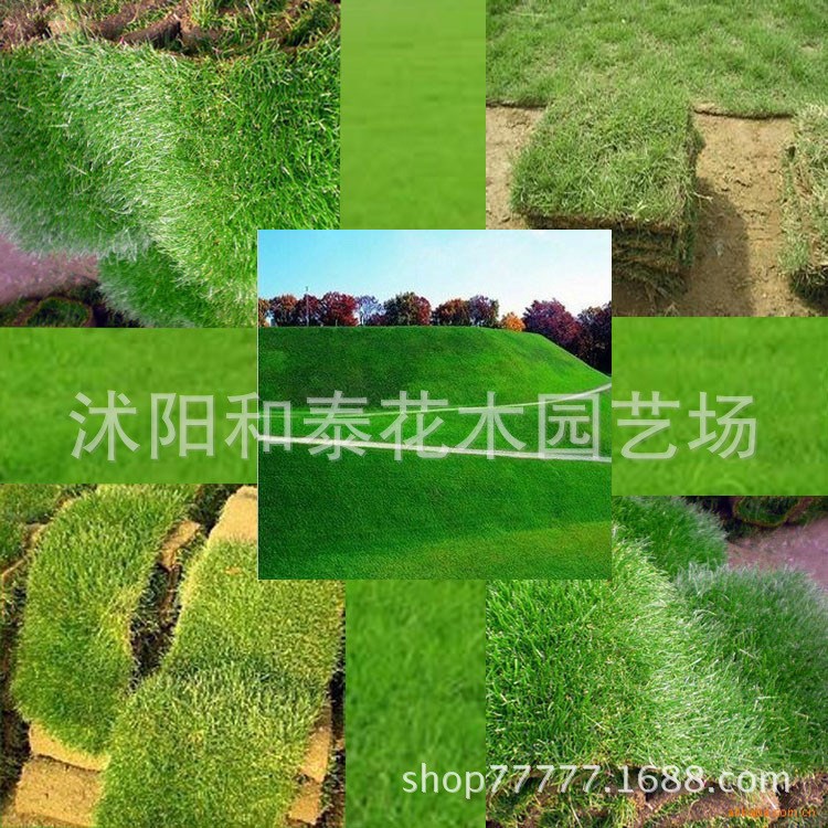 冬季草坪果岭草草坪草皮四季青草坪 基地直销 耐寒耐踏 价格实惠