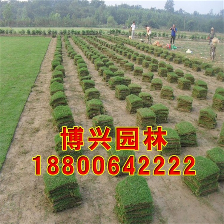 批發(fā)綠化草坪  百慕大草坪 百慕大價格 量大優(yōu)惠 成活率高