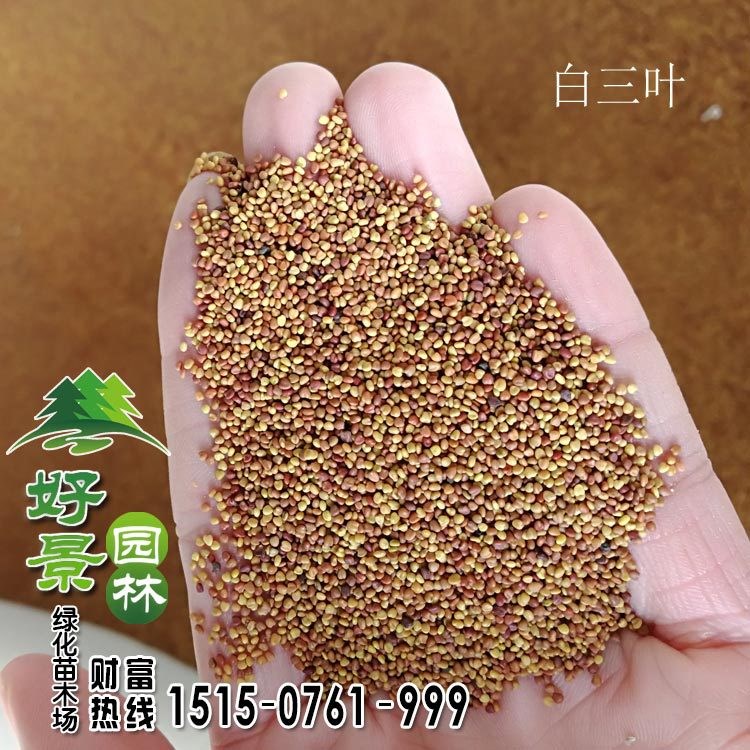 批发草坪  早熟禾 高羊茅 黑麦草  四季青 品种规格多 量大价优