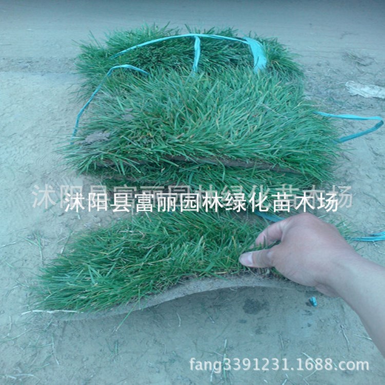 草坪類 馬尼拉草坪  5000畝馬尼拉草坪 常年主產(chǎn)  基地價格草坪