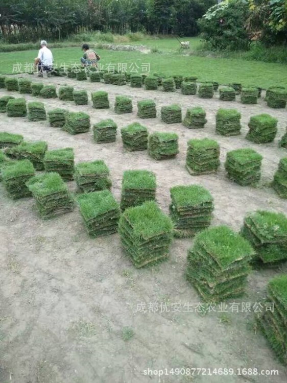 草坪基地直銷 混播 臺(tái)灣二號(hào)剪股穎草皮