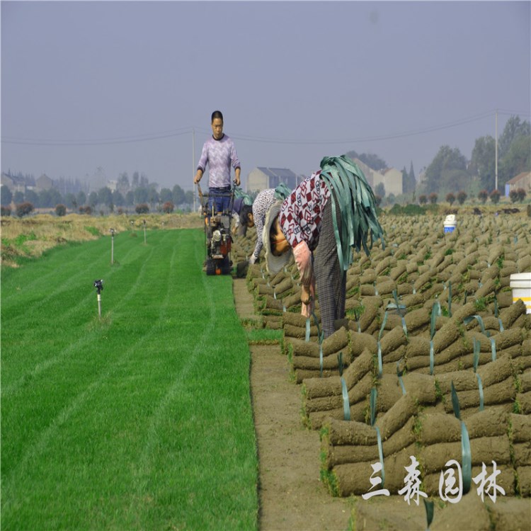 500百亩基地供应果岭草矮生百慕大混播黑麦草各种绿化草坪草皮