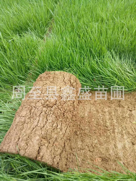 西安百亩草坪基地 陕西冷季混播草坪/周草坪供应商