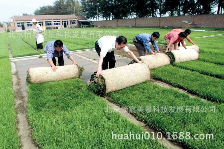 北京大量批發(fā)基地草坪早熟禾丹麥草高羊茅各類綠地草坪