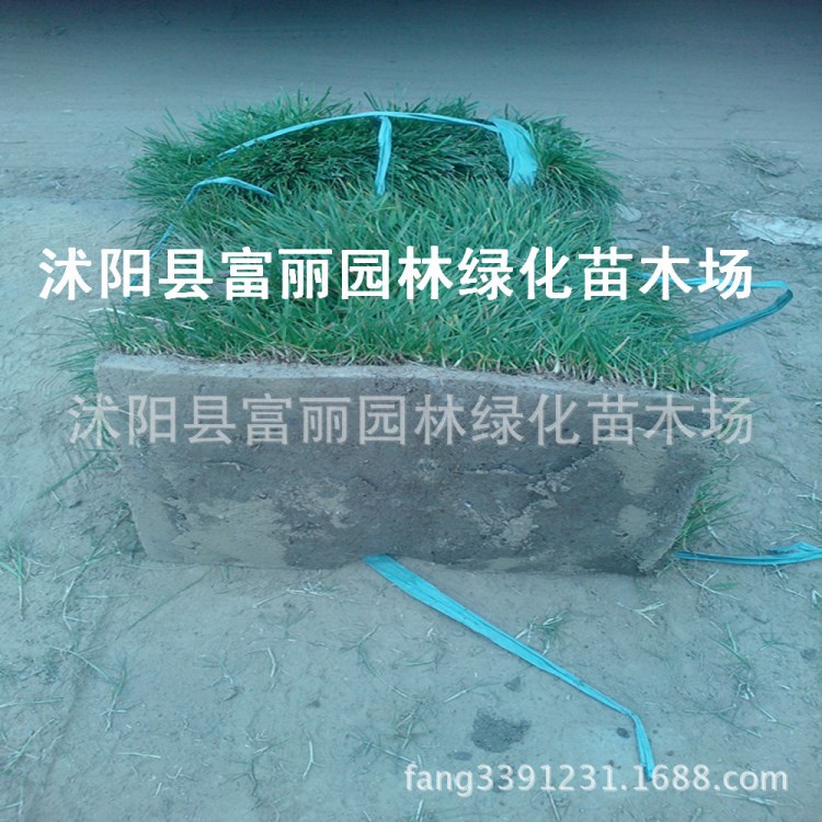 草坪批發(fā)  四季青草坪 冷季混播草坪  5000畝基地直發(fā)  草坪