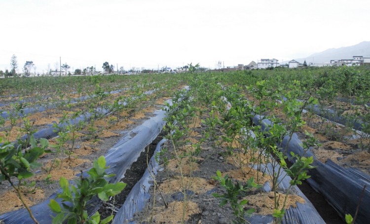 基质专用泥炭 草炭土 国内一级  花卉苗木水果蔬菜 栽培育苗基质