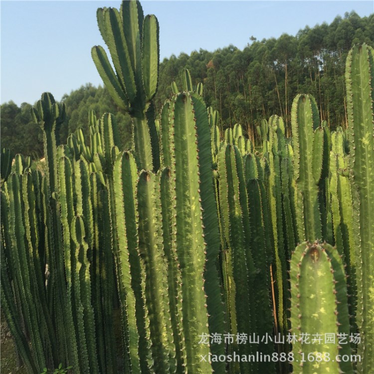 單頭斑錦柱 柱狀類咖啡館仙人掌沙生綠色多肉植物 大戟閣仙人柱