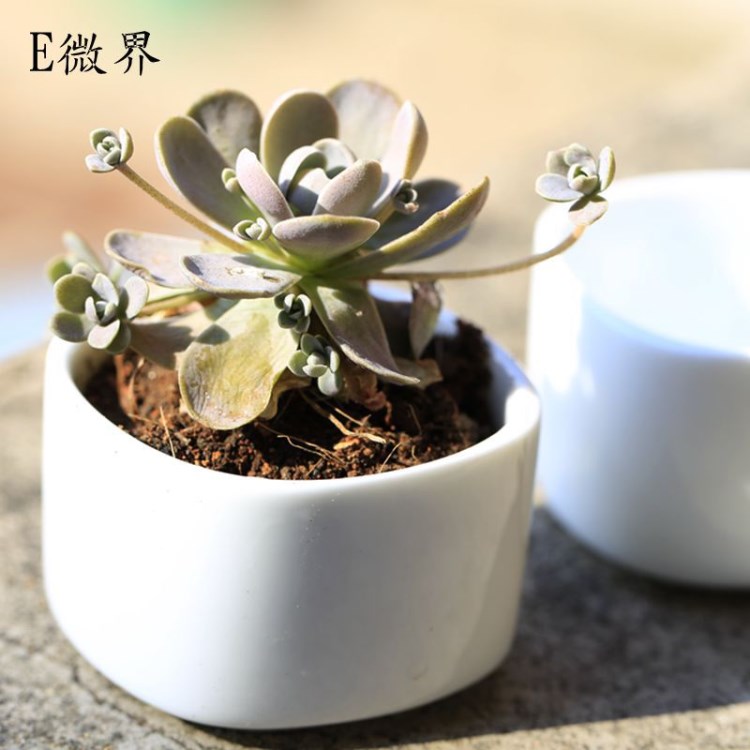e微界 苔蘚微景觀 白色多肉花盆陶瓷 手工高溫迷你工藝品花盆