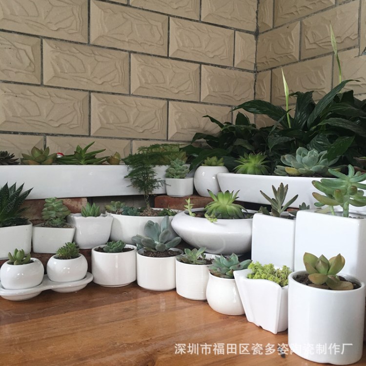 多肉花盆 陶瓷創(chuàng)意花盆 多肉白瓷小花盆 盆栽小花盆 花盆多肉陶瓷