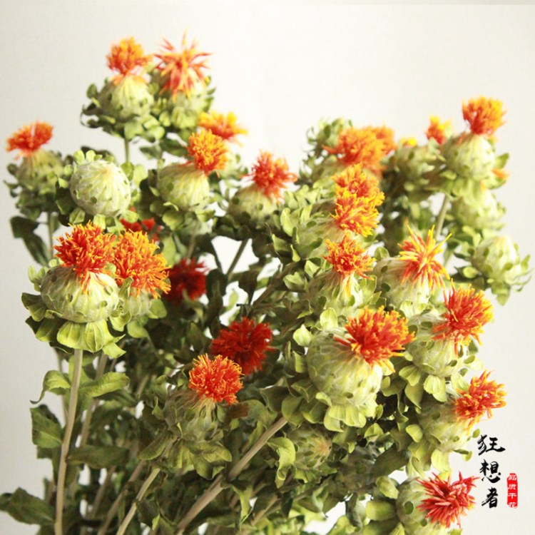 狂想者【橙菠蘿/菠蘿花干花】云南天然干花束真花店裝飾花材廠家