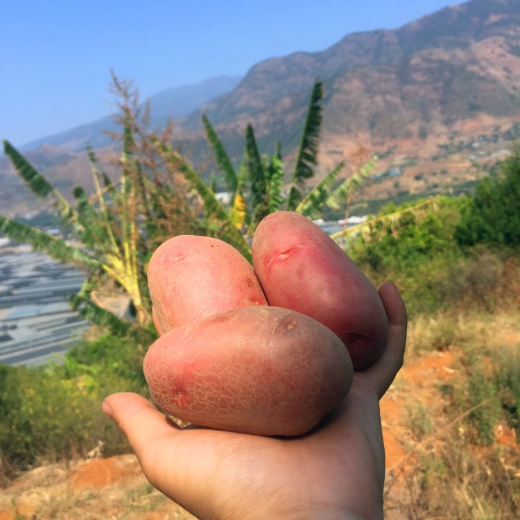 米易高山紅皮黃心土豆 農(nóng)家新鮮蔬菜現(xiàn)挖洋芋馬鈴薯 8斤一件代發(fā)