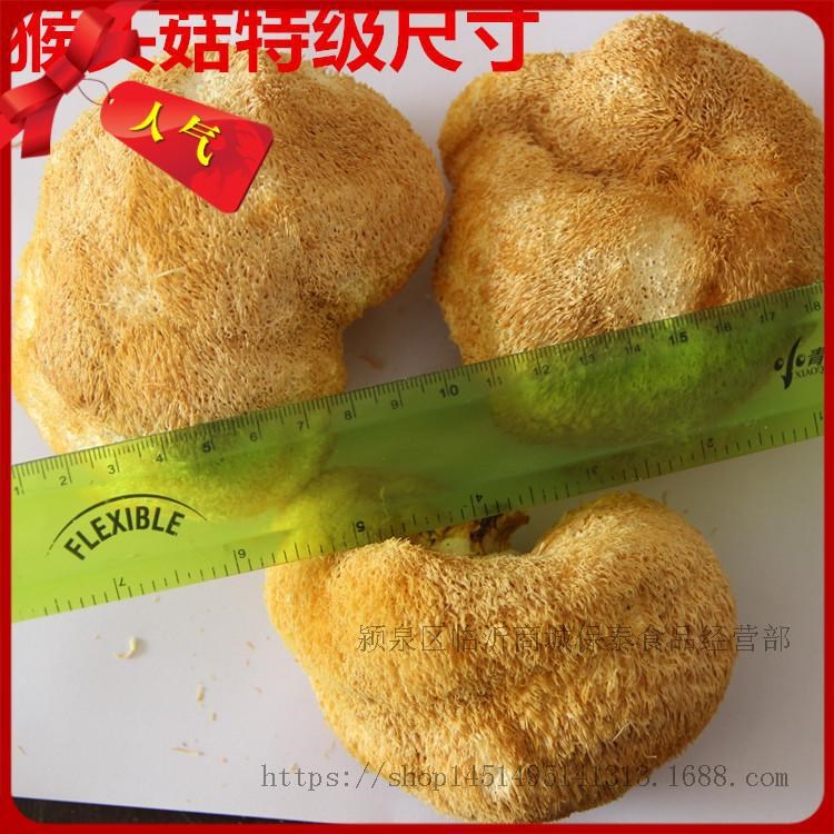 食用菌 一手貨源 特級(jí) 大號(hào) 福建猴頭菇 干貨 10-12cm 250g起批