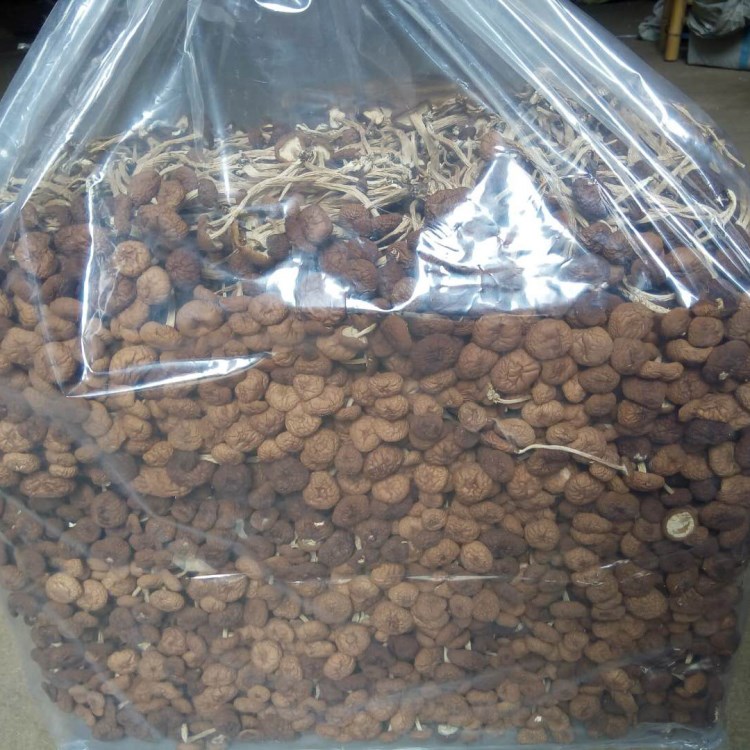 不開傘茶樹菇 福建新菇干貨500g散裝批發(fā) 誠榮食用菌廠家批發(fā)