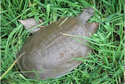 鮮活生態(tài)甲魚八團(tuán)魚母鱉50-200g/只運(yùn)輸包活商超質(zhì)量放心