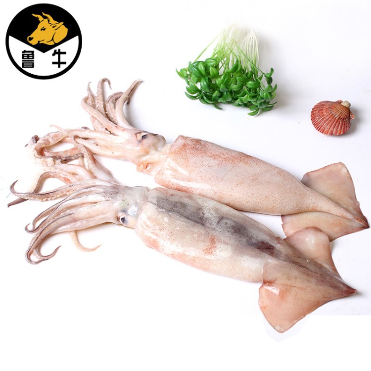 速凍新鮮魷魚 山東冰凍魷魚價(jià)格 冷凍水產(chǎn)品魷魚 整箱批發(fā)