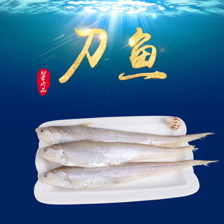 黃河刀魚 新鮮水產(chǎn)品 鮮活刀魚  山東特產(chǎn)  廠家直銷