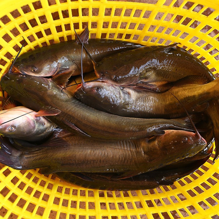 新鲜水产批发 酒店餐馆大排档食用美国鮰鱼 生鲜水产品 鮰鱼批发