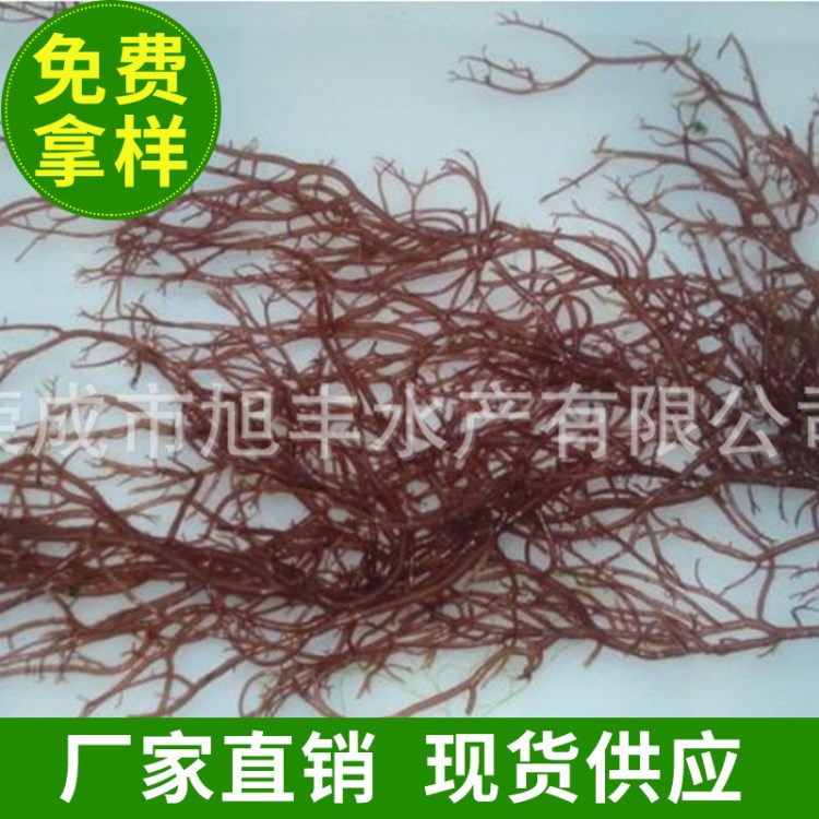鹽漬龍須菜原料 渤海水產品 綠海藻涼拌菜 食用新鮮龍須菜海藻