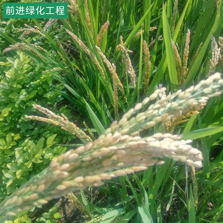 农产品  稻穗 麦子 花生 玉米