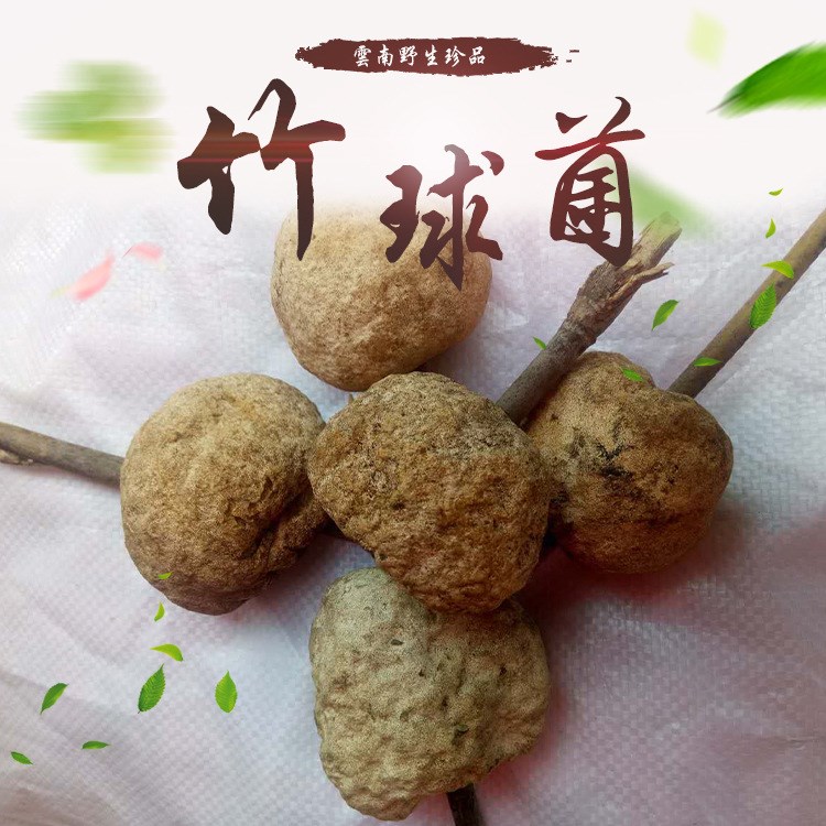 云南竹菌 肉球菌批發(fā) 麗江高原農(nóng)產(chǎn)品野生食用菌 好吃美味竹球菌