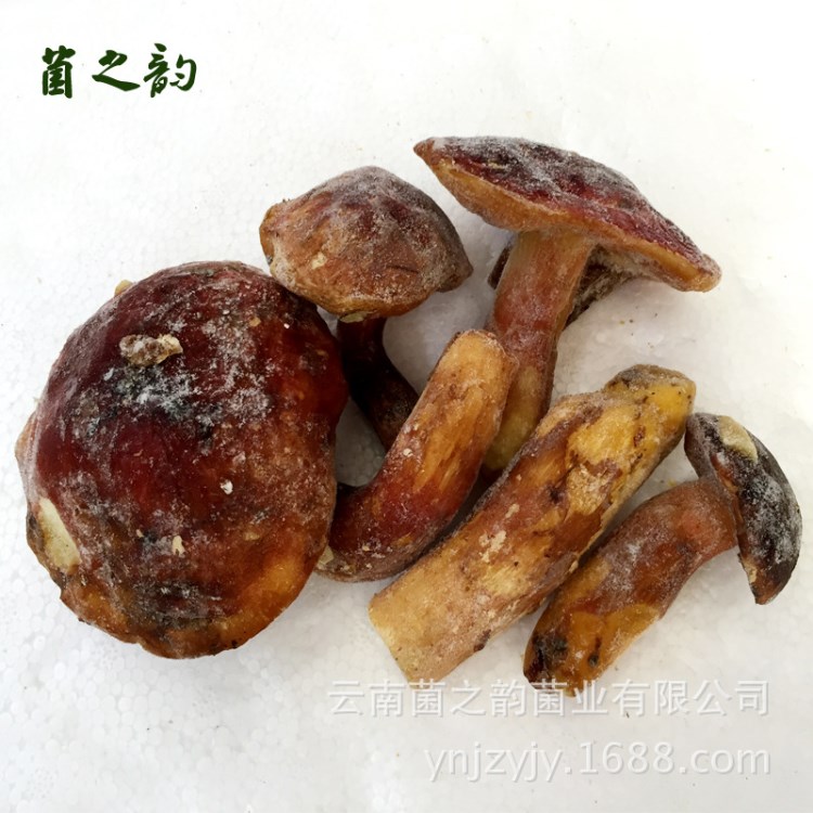 云南特产新鲜食用菌类 特产农产品特级生鲜食用菌 速冻红葱牛肝菌