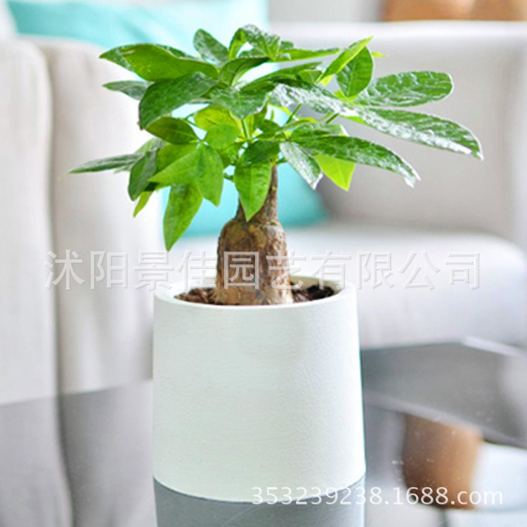 批發(fā)綠植盆栽 獨(dú)桿發(fā)財(cái)樹 盆景 植物 四季常青 象征財(cái)源滾滾