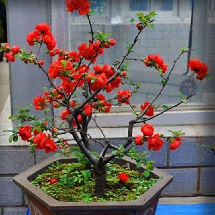 日本海棠花盆栽花卉花苗 植物盆景樹(shù)樁長(zhǎng)壽冠海棠7年大苗 樹(shù)形好