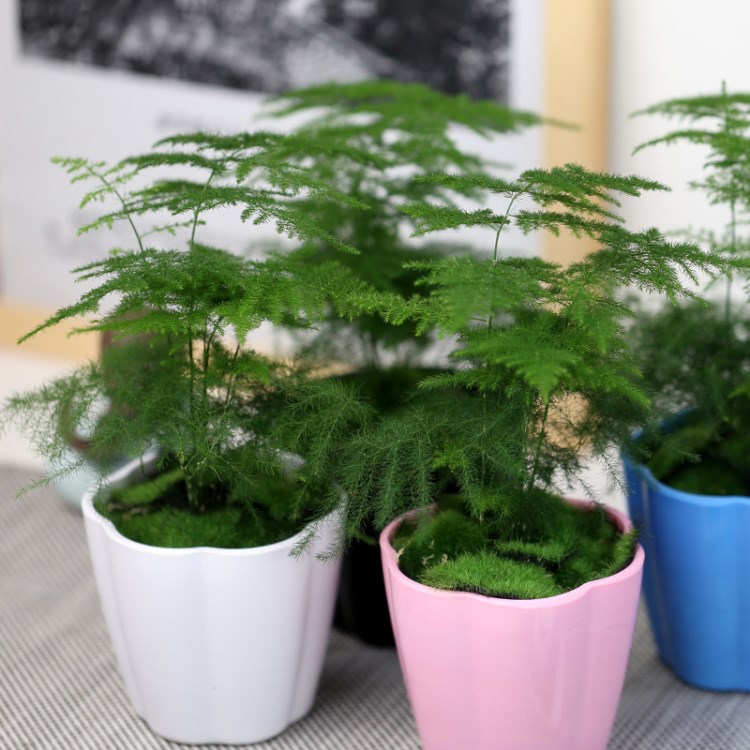 花卉盆栽春季客廳辦公室內(nèi)桌面綠植防輻射植物文竹花草迷你小盆景