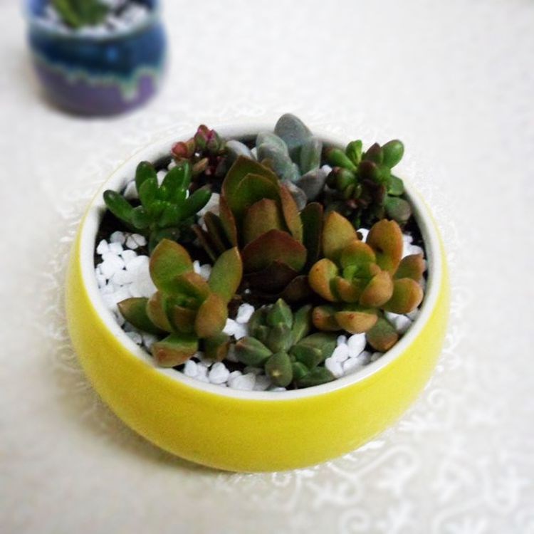 廠家直銷批發(fā)景德鎮(zhèn)多肉植物組合圓形彩色陶瓷小花盆容器清倉(cāng)甩賣