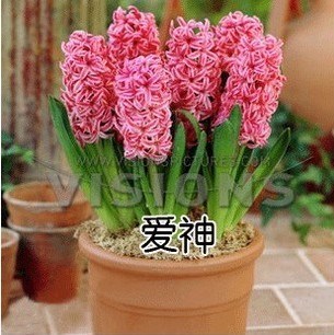 信子大種球土培套裝綠色花卉植物當(dāng)年開花【顏色任選】