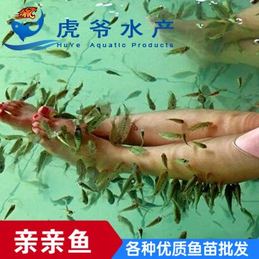 特大優(yōu)惠 親親魚 溫泉魚 觀賞魚水產(chǎn)養(yǎng)殖按摩魚足療魚體健質(zhì)易養(yǎng)