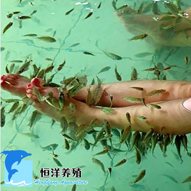 廠家供應(yīng)親親魚苗溫泉魚水產(chǎn)養(yǎng)殖按摩魚足療魚土耳其親親魚苗批發(fā)