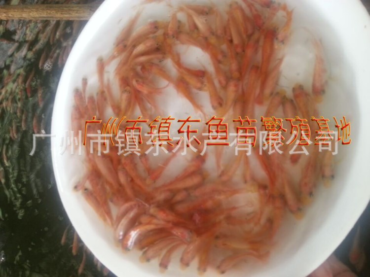 【廠家直銷】親親魚（溫泉魚，土耳其溫泉魚，按摩魚)