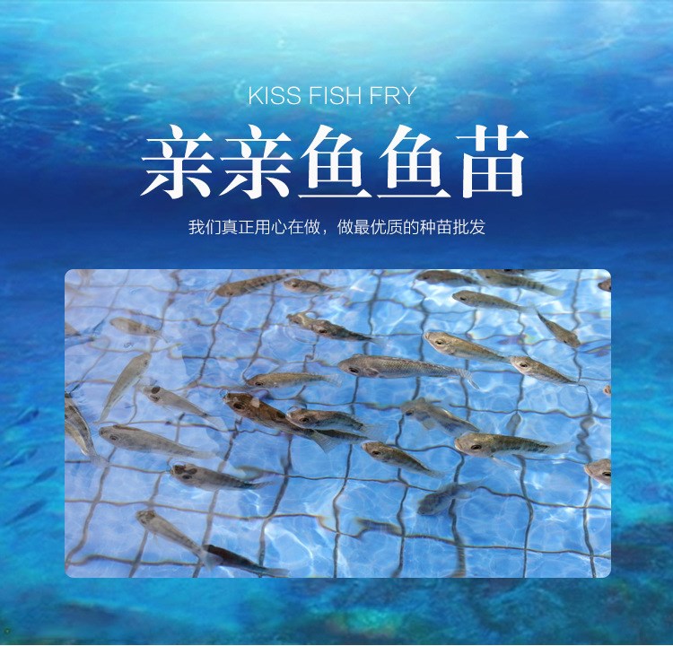 溫泉魚療親親魚苗