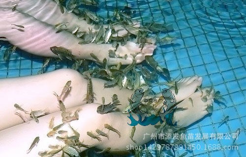 【優(yōu)惠】3-5cm溫泉魚苗 親親魚批發(fā) 魚療按摩親親魚