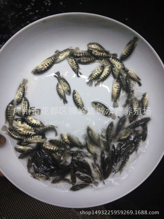 【優(yōu)惠】3-5cm溫泉魚(yú)苗 親親魚(yú)批發(fā) 魚(yú)療按摩親親魚(yú)