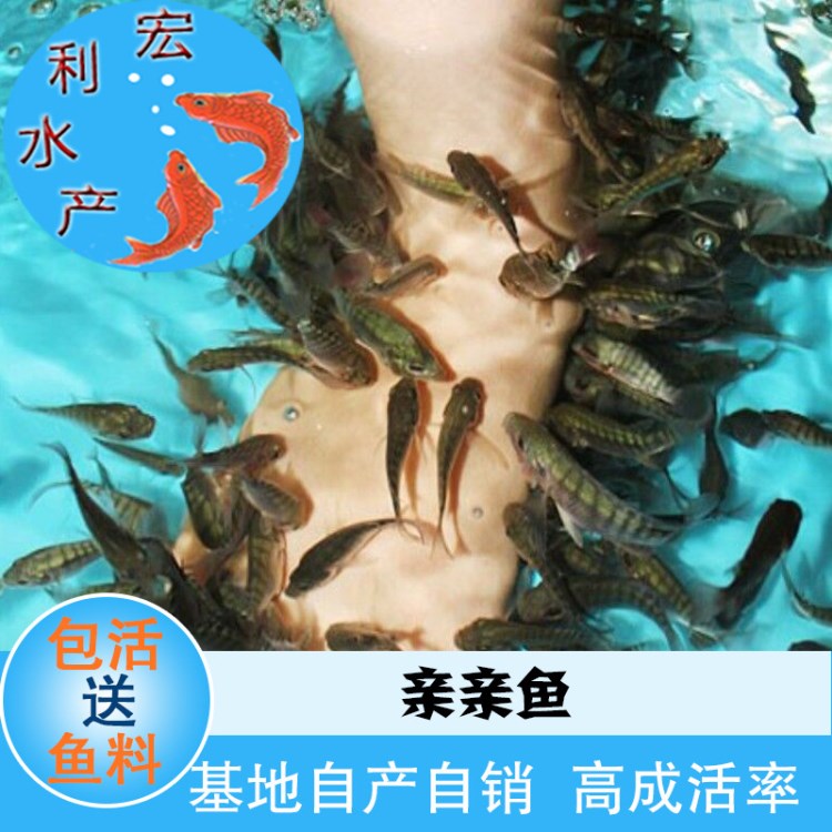 【大量現(xiàn)貨】特大號親親魚6~8厘米溫泉魚苗 壽命 送飼料