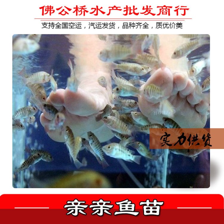 實(shí)力供貨 強(qiáng)力溫泉魚 親親魚苗 足療魚 泡腳魚 洗腳魚 魚苗批發(fā)